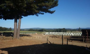 Los Lagos, buen campo lechero y ganadero