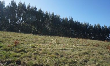 Los Lagos, buen campo lechero y ganadero