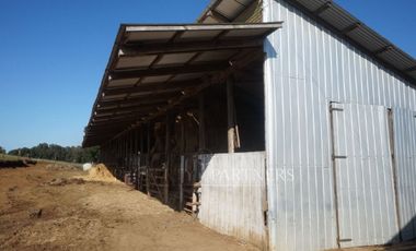 Los Lagos, buen campo lechero y ganadero