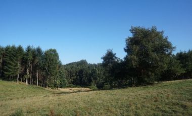 Los Lagos, buen campo lechero y ganadero