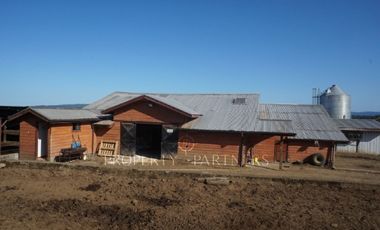 Los Lagos, buen campo lechero y ganadero