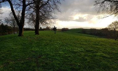 Los Lagos, buen campo lechero y ganadero