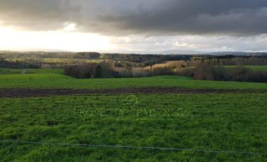 Los Lagos, buen campo lechero y ganadero