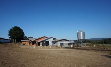 Los Lagos, buen campo lechero y ganadero