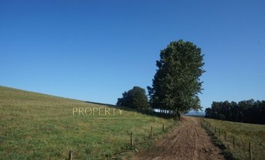 Los Lagos, buen campo lechero y ganadero