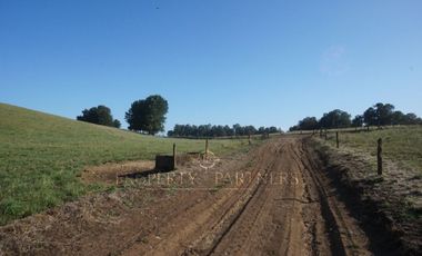 Los Lagos, buen campo lechero y ganadero