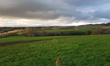 Los Lagos, buen campo lechero y ganadero