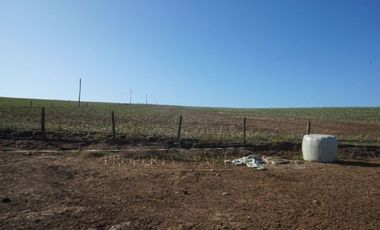Los Lagos, buen campo lechero y ganadero