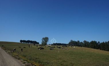Los Lagos, buen campo lechero y ganadero