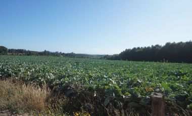 Los Lagos, buen campo lechero y ganadero