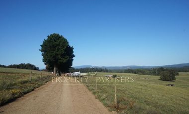 Los Lagos, buen campo lechero y ganadero