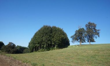Los Lagos, buen campo lechero y ganadero