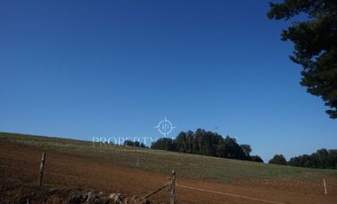 Los Lagos, buen campo lechero y ganadero