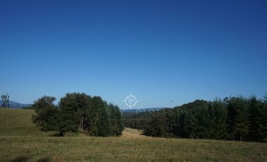 Los Lagos, buen campo lechero y ganadero