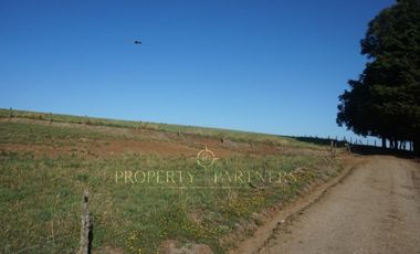 Los Lagos, buen campo lechero y ganadero