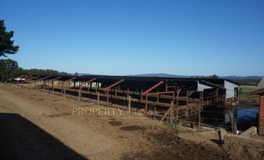 Los Lagos, buen campo lechero y ganadero