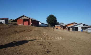 Los Lagos, buen campo lechero y ganadero