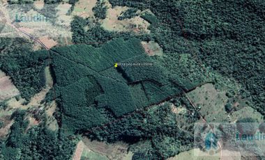 Se vende Campo Forestado en San Pedro Misiones.