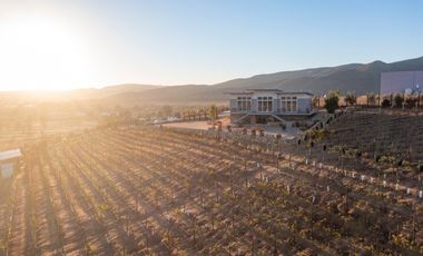 6000 m2 VIÑEDOS CON CASAS EN VALLE DE GUADALUPE