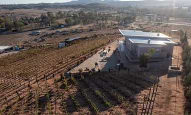 6000 m2 VIÑEDOS CON CASAS EN VALLE DE GUADALUPE