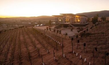 6000 m2 VIÑEDOS CON CASAS EN VALLE DE GUADALUPE