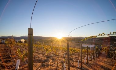 6000 m2 VIÑEDOS CON CASAS EN VALLE DE GUADALUPE