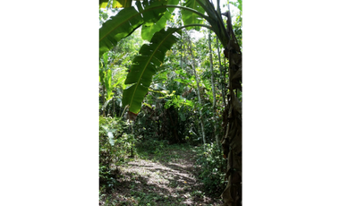 Terreno con rio Ahuashiyacu y abundate vegetacion