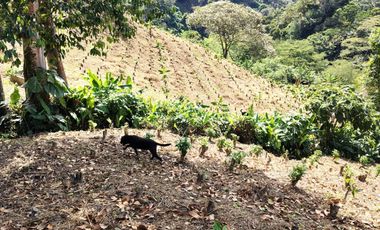 finca en venta en santuario- la marina-32hq+994 santuario, risaralda. Cod V9763727