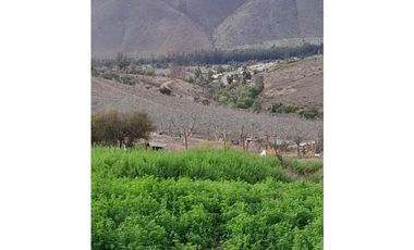 ILLAPEL / PARCELA 20.000 M2 ARBOLES EN PRODUCCION + ANIMALES