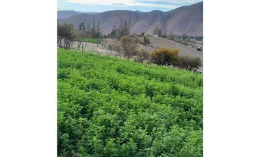 ILLAPEL / PARCELA 20.000 M2 ARBOLES EN PRODUCCION + ANIMALES