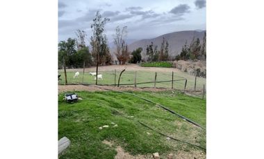 ILLAPEL / PARCELA 20.000 M2 ARBOLES EN PRODUCCION + ANIMALES