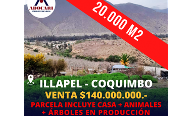 ILLAPEL / PARCELA 20.000 M2 ARBOLES EN PRODUCCION + ANIMALES