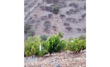 ILLAPEL / PARCELA 20.000 M2 ARBOLES EN PRODUCCION + ANIMALES