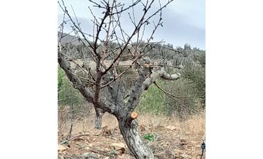 ILLAPEL / PARCELA 20.000 M2 ARBOLES EN PRODUCCION + ANIMALES