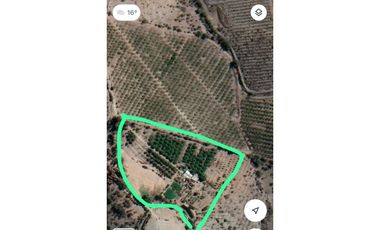 ILLAPEL / PARCELA 20.000 M2 ARBOLES EN PRODUCCION + ANIMALES