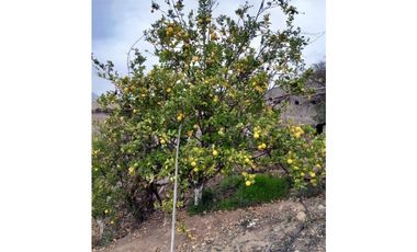 ILLAPEL / PARCELA 20.000 M2 ARBOLES EN PRODUCCION + ANIMALES