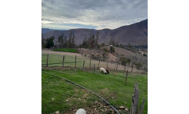 ILLAPEL / PARCELA 20.000 M2 ARBOLES EN PRODUCCION + ANIMALES