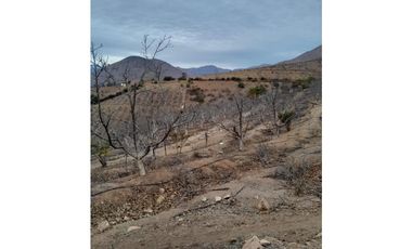 ILLAPEL / PARCELA 20.000 M2 ARBOLES EN PRODUCCION + ANIMALES