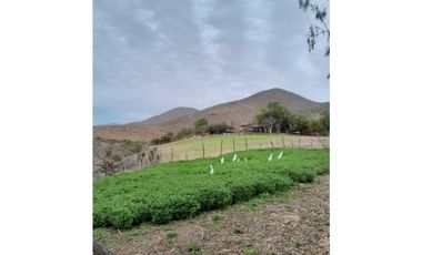 ILLAPEL / PARCELA 20.000 M2 ARBOLES EN PRODUCCION + ANIMALES