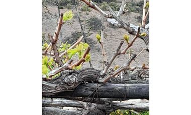 ILLAPEL / PARCELA 20.000 M2 ARBOLES EN PRODUCCION + ANIMALES