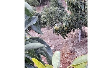 ILLAPEL / PARCELA 20.000 M2 ARBOLES EN PRODUCCION + ANIMALES