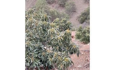 ILLAPEL / PARCELA 20.000 M2 ARBOLES EN PRODUCCION + ANIMALES