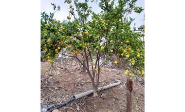 ILLAPEL / PARCELA 20.000 M2 ARBOLES EN PRODUCCION + ANIMALES