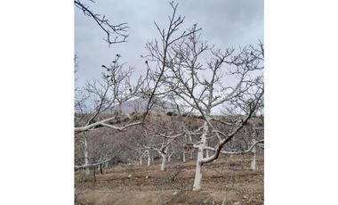 ILLAPEL / PARCELA 20.000 M2 ARBOLES EN PRODUCCION + ANIMALES