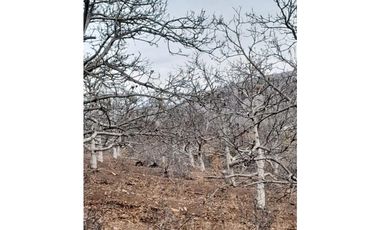 ILLAPEL / PARCELA 20.000 M2 ARBOLES EN PRODUCCION + ANIMALES