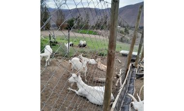 ILLAPEL / PARCELA 20.000 M2 ARBOLES EN PRODUCCION + ANIMALES