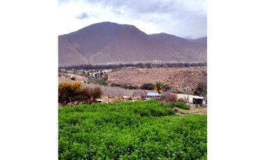 ILLAPEL / PARCELA 20.000 M2 ARBOLES EN PRODUCCION + ANIMALES