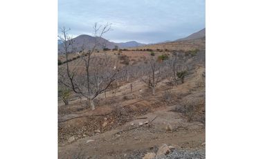 ILLAPEL / PARCELA 20.000 M2 ARBOLES EN PRODUCCION + ANIMALES