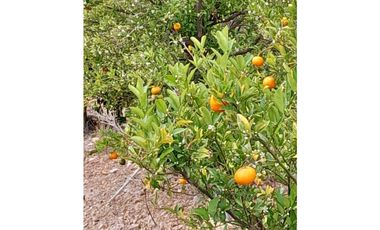 ILLAPEL / PARCELA 20.000 M2 ARBOLES EN PRODUCCION + ANIMALES