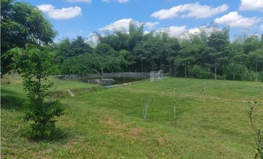 Venta Finca Sur Tebaida Quindio COD: 7015237